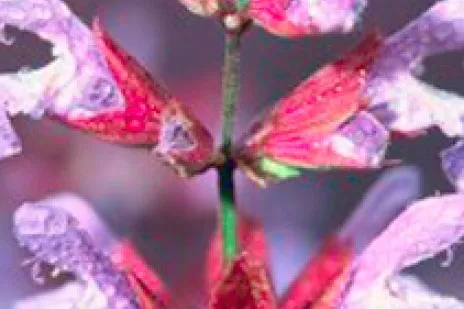 Herbal remedies for menopause