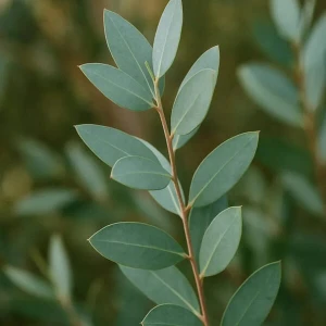 Absolute Aromas Eucalyptus Globulus (30 ml)