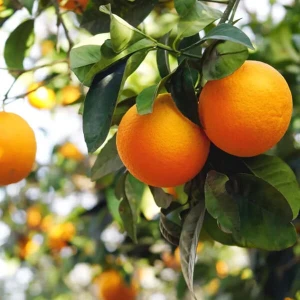 Absolute Aromas Organic Orange (10 ml)
