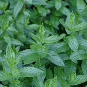 Absolute Aromas Organic Peppermint (10 ml)