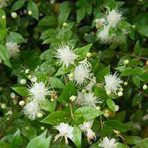 Absolute Aromas Lemon Myrtle (10 ml) Absolute Aromas Lemon Myrtle (10 ml)
