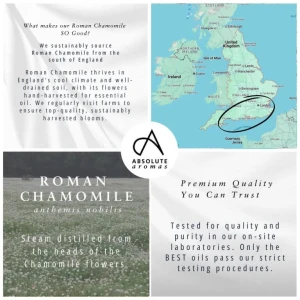 Absolute Aromas Chamomile Roman (10 ml)