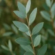 Absolute Aromas Eucalyptus Globulus (10 ml)