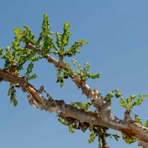 Absolute Aromas Frankincense (5 ml)