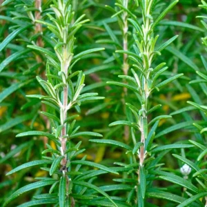 Absolute Aromas Rosemary (10 ml)