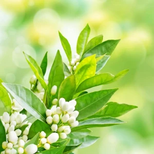 Absolute Aromas Neroli Oil (2 ml)