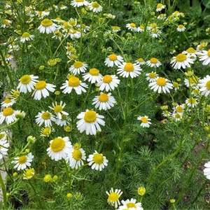 Absolute Aromas Chamomile German (2 ml)