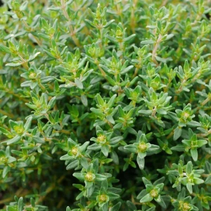 Absolute Aromas Thyme Sweet Essential Oil 5ml