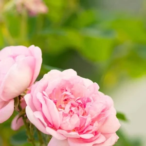 Absolute Aromas Rose Otto 3% Dilution Coconut Oil (10 ml)