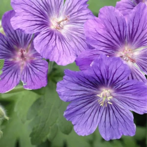 Absolute Aromas Geranium Egyptian (10 ml)