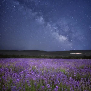 Absolute Aromas Blended Goodnight Essential Oil 10ml