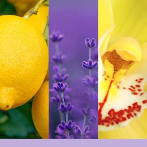 Yankee Candle Signature Large Jar Lemon Lavender Yankee Candle Signature Large Jar Lemon Lavender