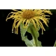 Atlantic Aromatics Original Inula Oil-10% In Jojoba Corsica (5 ml)