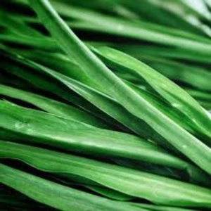 Atlantic Aromatics Vetivert Oil (5 ml)