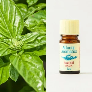 Atlantic Aromatics Original Basil Oil-Linalol Type (Egypt) 5 ml