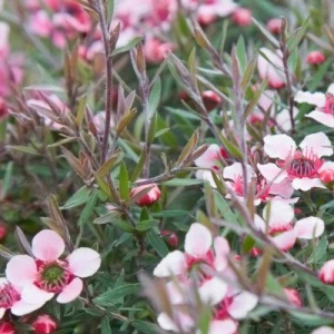 Atlantic Aromatics Manuka Oil New Zealand (5 ml)