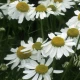 Atlantic Aromatics Original Camomile German - 16% in Jojoba Bulgaria (2.5 gr)