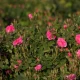 Atlantic Aromatics Rose Otto Bulgaria (2.5 Gr)
