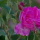 Atlantic Aromatics Rose Otto Bulgaria (2.5 Gr)