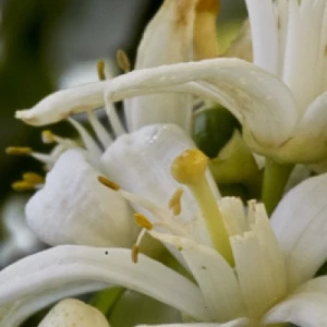 Atlantic Aromatics Original Neroli - Egypt (2.5 Gr)