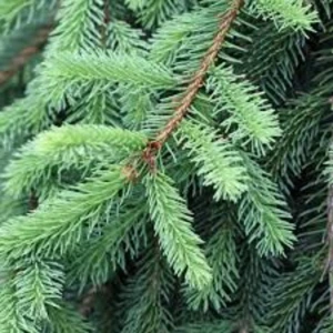 Atlantic Aromatics Balsam Fir Oil - Canada (5 ml)