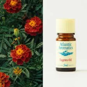 Atlantic Aromatics Tagetes Oil (5 ml)