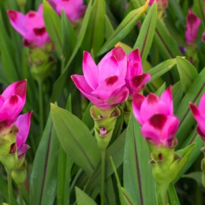 Atlantic Aromatics Original Turmeric Curcuma Longa - Madagascar (5 Ml)