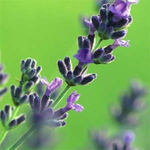 Atlantic Aromatics Lavender Bulgaria (50 ml)