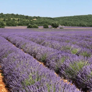 Absolute Aromas Organic Lavender Water 500ml