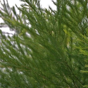 Atlantic Aromatics Tea Tree Essential Oil 50ml