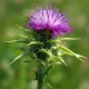 A Vogel Milk Thistle Complex Drops 50ml A Vogel Milk Thistle Complex Drops 50ml