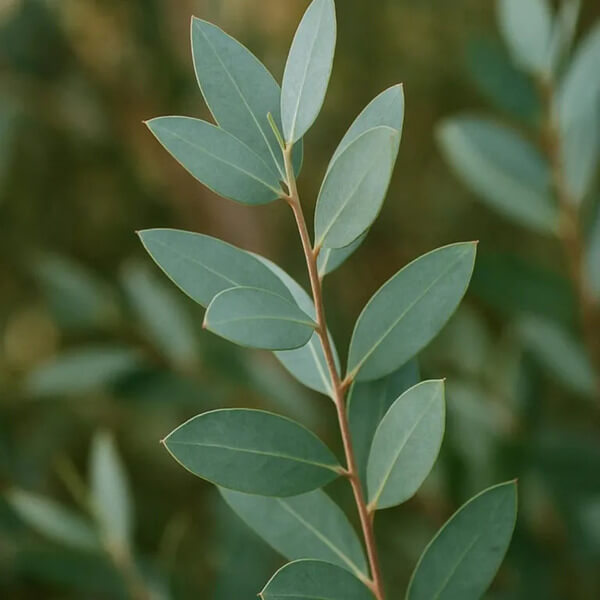 Absolute Aromas Eucalyptus Globulus (10 ml)