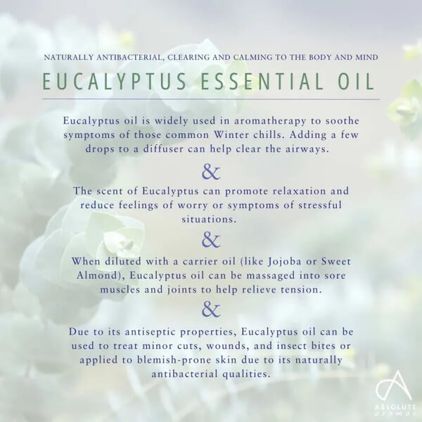 Absolute Aromas Eucalyptus Globulus (10 ml)
