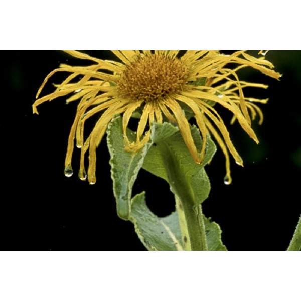 Atlantic Aromatics Original Inula Oil-10% In Jojoba Corsica (5 ml)