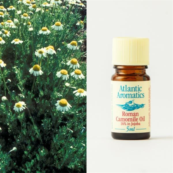 Atlantic Aromatics Original Niaouli Oil - Madagascar (10 ml)
