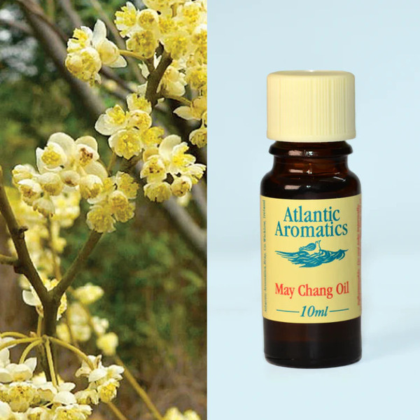 Atlantic Aromatics May Chang Oil (China) 10 ml