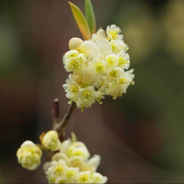 Atlantic Aromatics May Chang Oil (China) 10 ml
