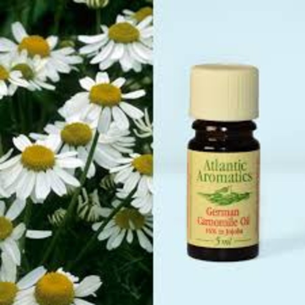 Atlantic Aromatics Original Camomile German - 16% in Jojoba Bulgaria (2.5 gr)