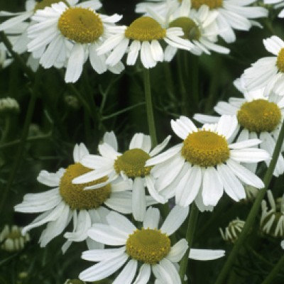 Atlantic Aromatics Original Camomile German - 16% in Jojoba Bulgaria (2.5 gr)