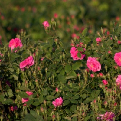 Atlantic Aromatics Rose Otto Bulgaria (2.5 Gr)
