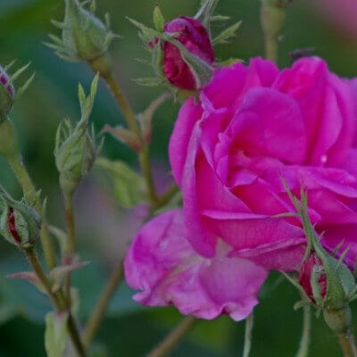 Atlantic Aromatics Rose Otto Bulgaria (2.5 Gr)