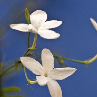 Atlantic Aromatics Jasmine Absolute - Egypt (2.5 Gr)