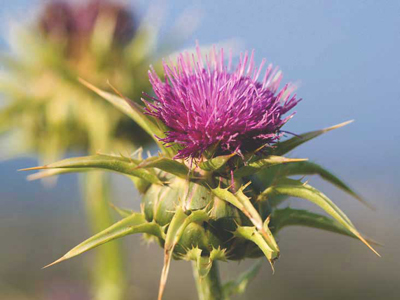 A Vogel Milk Thistle Complex Tabs (60 Tabs)